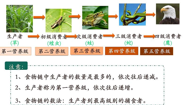 1.2.2+生物与环境组成生态系统（第二课时）-【精华备课】2023-2024学年七年级生物上册同步教学课件（人教版）08