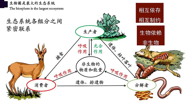 1.2.3+生物圈是最大的生态系统-【精华备课】2023-2024学年七年级生物上册同步教学课件（人教版）03