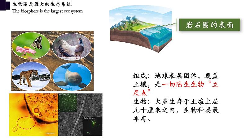 1.2.3+生物圈是最大的生态系统-【精华备课】2023-2024学年七年级生物上册同步教学课件（人教版）08