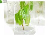 2.1.2+植物细胞-【精华备课】2023-2024学年七年级生物上册同步教学课件（人教版）