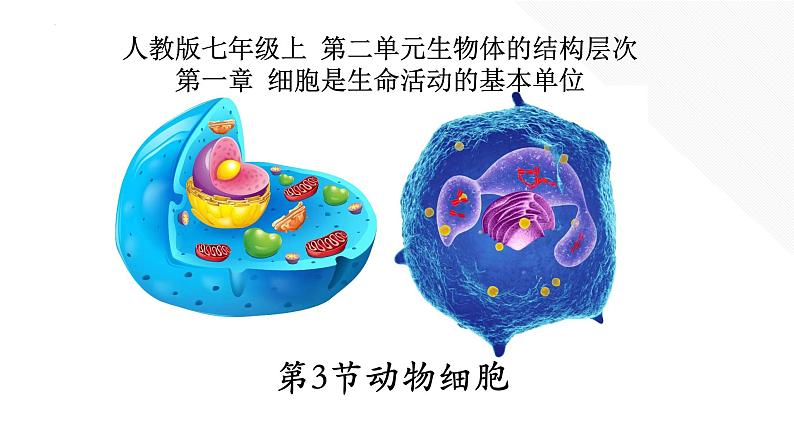 2.1.3+动物细胞-【精华备课】2023-2024学年七年级生物上册同步教学课件（人教版）01