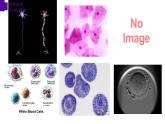 2.1.3+動物細胞-【精華備課】2023-2024學年七年級生物上冊同步教學課件（人教版）