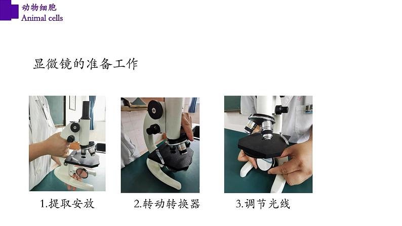 2.1.3+动物细胞-【精华备课】2023-2024学年七年级生物上册同步教学课件（人教版）05