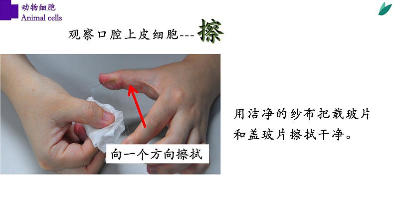 2.1.3+动物细胞-【精华备课】2023-2024学年七年级生物上册同步教学课件（人教版）06