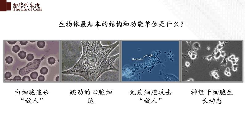 2.1.4 细胞的生活第2页