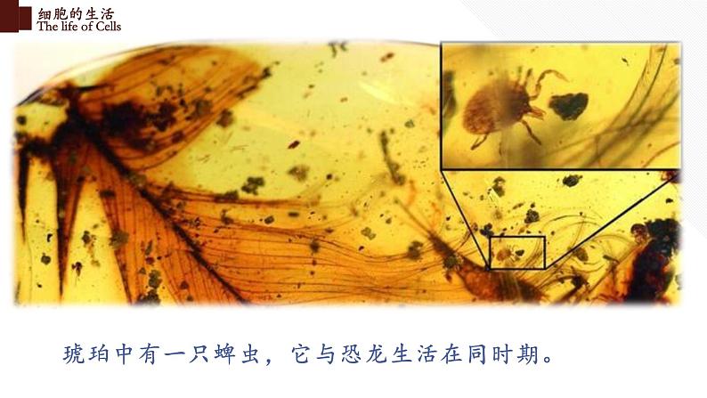 2.1.4 细胞的生活第3页