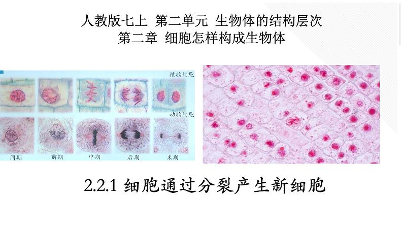 2.2.1 细胞通过分裂产生新细胞第1页