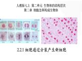 2.2.1+细胞通过分裂产生新细胞-【精华备课】2023-2024学年七年级生物上册同步教学课件（人教版）