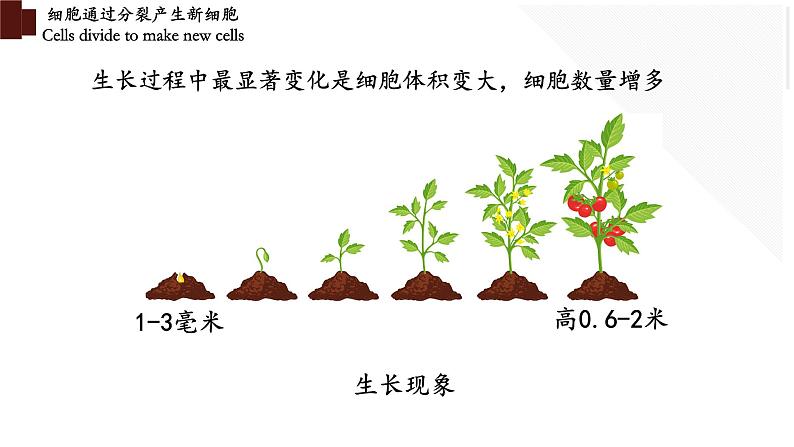 2.2.1 细胞通过分裂产生新细胞第8页