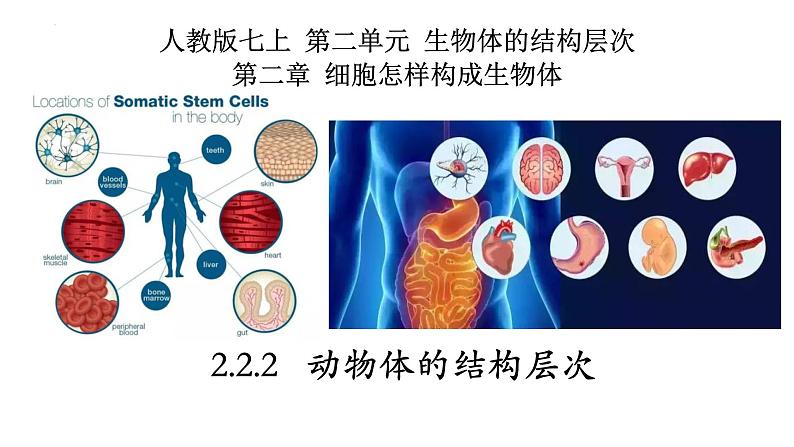 2.2.2+动物体的结构层次-【精华备课】2023-2024学年七年级生物上册同步教学课件（人教版）01