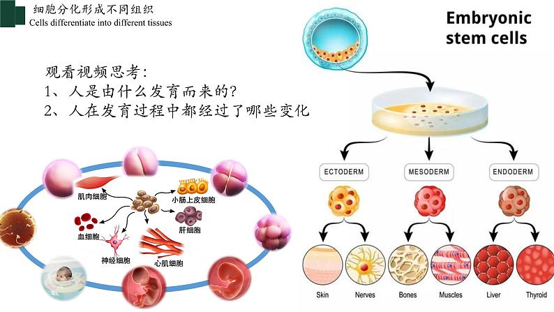 2.2.2+动物体的结构层次-【精华备课】2023-2024学年七年级生物上册同步教学课件（人教版）04