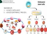 2.2.2+动物体的结构层次-【精华备课】2023-2024学年七年级生物上册同步教学课件（人教版）