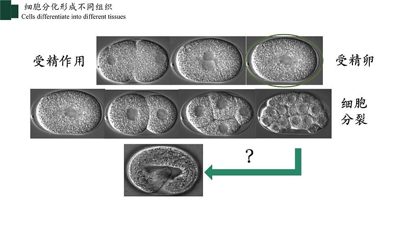 2.2.2+动物体的结构层次-【精华备课】2023-2024学年七年级生物上册同步教学课件（人教版）05