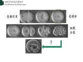 2.2.2+动物体的结构层次-【精华备课】2023-2024学年七年级生物上册同步教学课件（人教版）