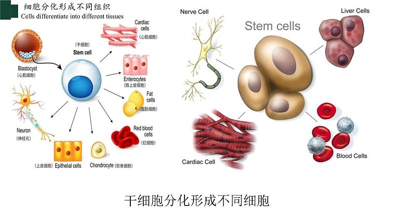 2.2.2+动物体的结构层次-【精华备课】2023-2024学年七年级生物上册同步教学课件（人教版）06