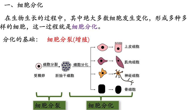 2.2.2+动物体的结构层次-【精华备课】2023-2024学年七年级生物上册同步教学课件（人教版）07