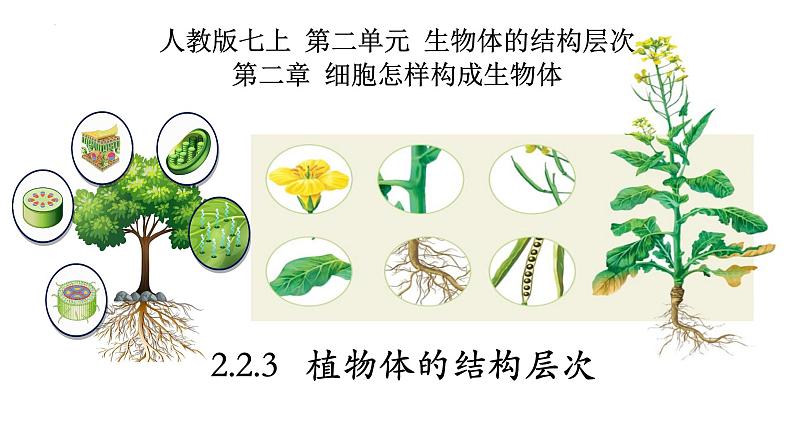 2.2.3 植物体的结构层次第1页