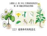 2.2.3+植物体的结构层次-【精华备课】2023-2024学年七年级生物上册同步教学课件（人教版）