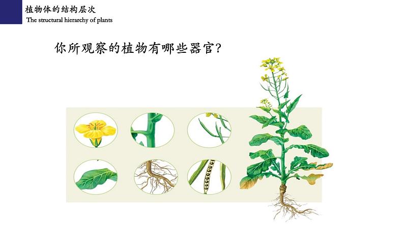 2.2.3 植物体的结构层次第5页