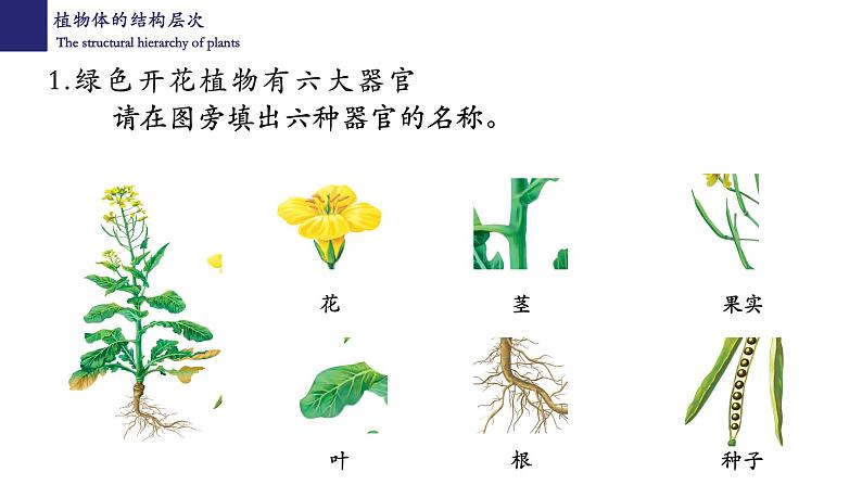 2.2.3 植物体的结构层次第6页