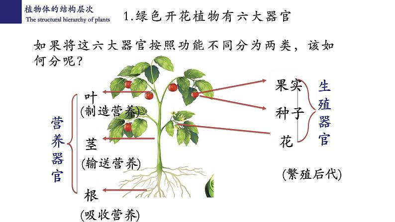 2.2.3 植物体的结构层次第7页