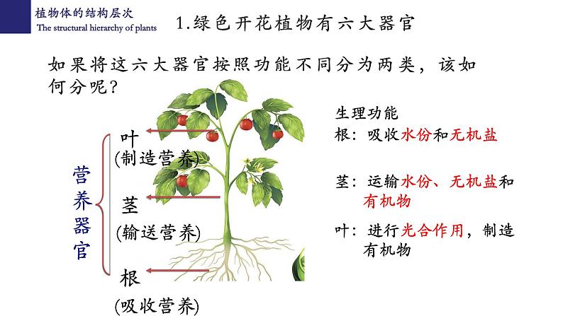 2.2.3 植物体的结构层次第8页