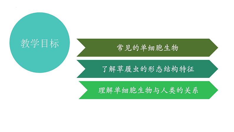 2.2.4+单细胞生物-【精华备课】2023-2024学年七年级生物上册同步教学课件（人教版）02