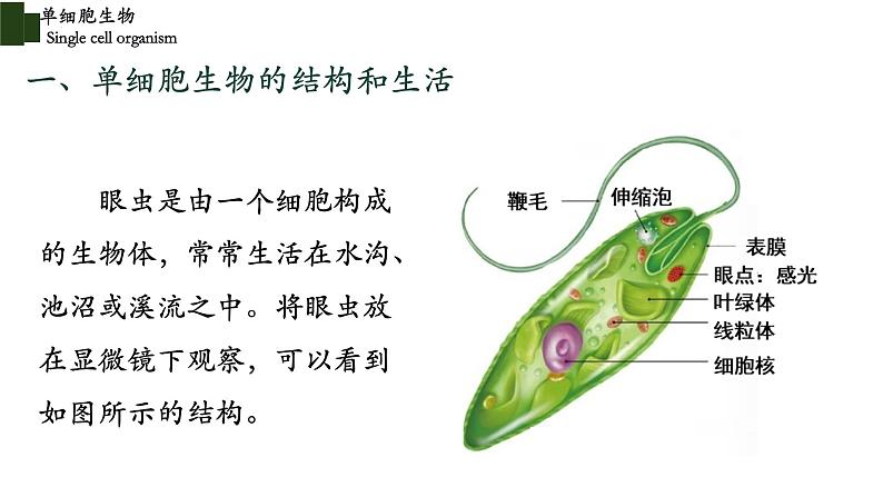 2.2.4+单细胞生物-【精华备课】2023-2024学年七年级生物上册同步教学课件（人教版）04