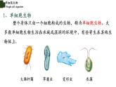 2.2.4+单细胞生物-【精华备课】2023-2024学年七年级生物上册同步教学课件（人教版）