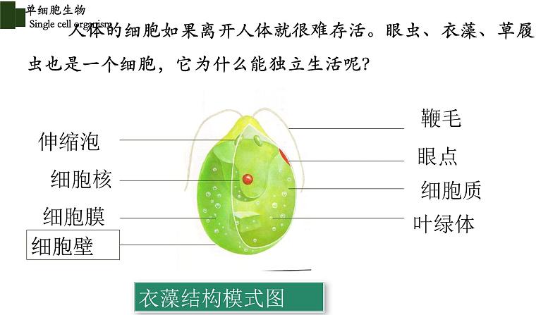 2.2.4+单细胞生物-【精华备课】2023-2024学年七年级生物上册同步教学课件（人教版）06