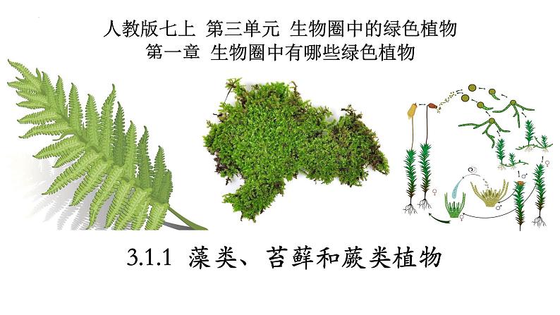 3.1.1+藻类、苔藓和蕨类植物-【精华备课】2023-2024学年七年级生物上册同步教学课件（人教版）01