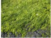 3.1.1+藻类、苔藓和蕨类植物-【精华备课】2023-2024学年七年级生物上册同步教学课件（人教版）