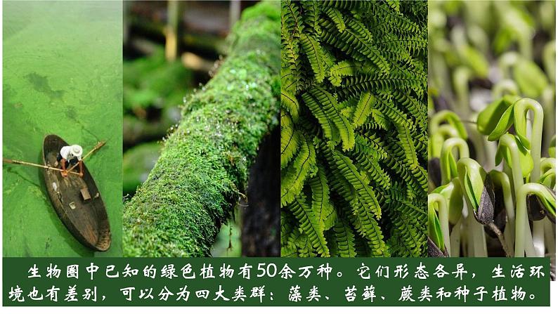 3.1.1+藻类、苔藓和蕨类植物-【精华备课】2023-2024学年七年级生物上册同步教学课件（人教版）06