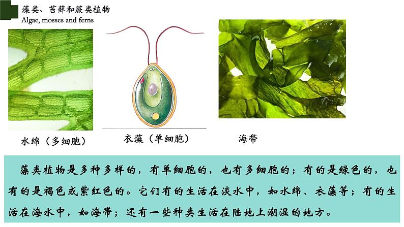 3.1.1+藻类、苔藓和蕨类植物-【精华备课】2023-2024学年七年级生物上册同步教学课件（人教版）08