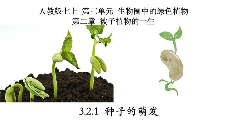 3.2.1+种子的萌发-【精华备课】2023-2024学年七年级生物上册同步教学课件（人教版）01