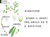 3.2.1+种子的萌发-【精华备课】2023-2024学年七年级生物上册同步教学课件（人教版）