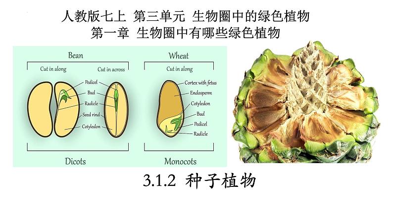 3.1.2+种子植物-【精华备课】2023-2024学年七年级生物上册同步教学课件（人教版）01