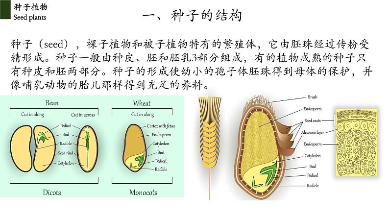 3.1.2+种子植物-【精华备课】2023-2024学年七年级生物上册同步教学课件（人教版）08