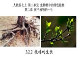 3.2.2+植株的生长-【精华备课】2023-2024学年七年级生物上册同步教学课件（人教版）