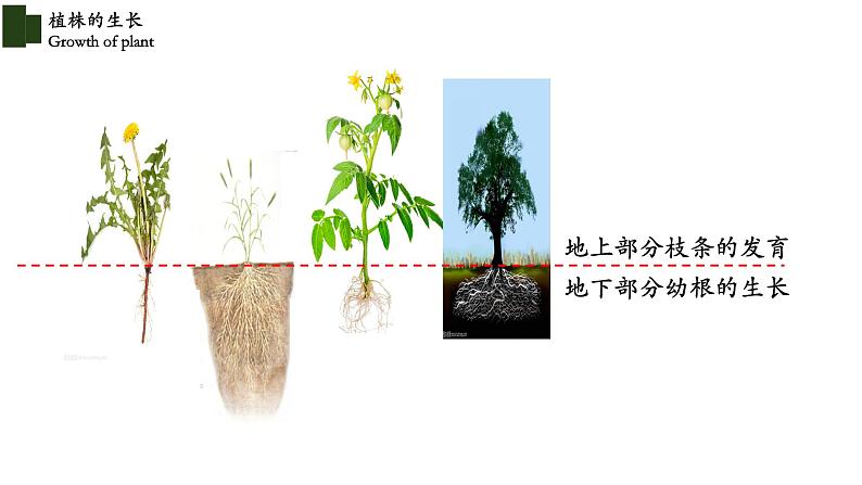 3.2.2 植株的生长第3页