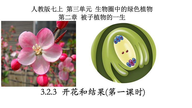 3.2.3+开花和结果（2课时）-【精华备课】2023-2024学年七年级生物上册同步教学课件（人教版）01