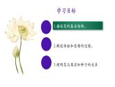 3.2.3+开花和结果（2课时）-【精华备课】2023-2024学年七年级生物上册同步教学课件（人教版）