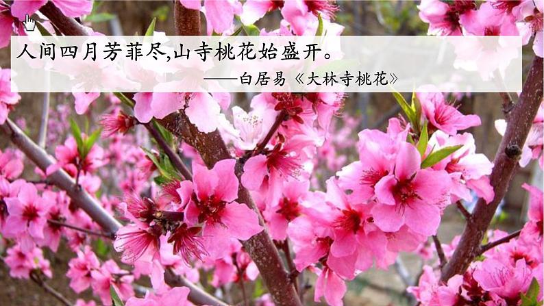 3.2.3+开花和结果（2课时）-【精华备课】2023-2024学年七年级生物上册同步教学课件（人教版）05