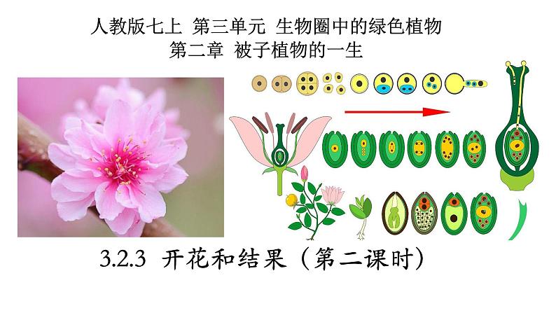 3.2.3+开花和结果（2课时）-【精华备课】2023-2024学年七年级生物上册同步教学课件（人教版）01