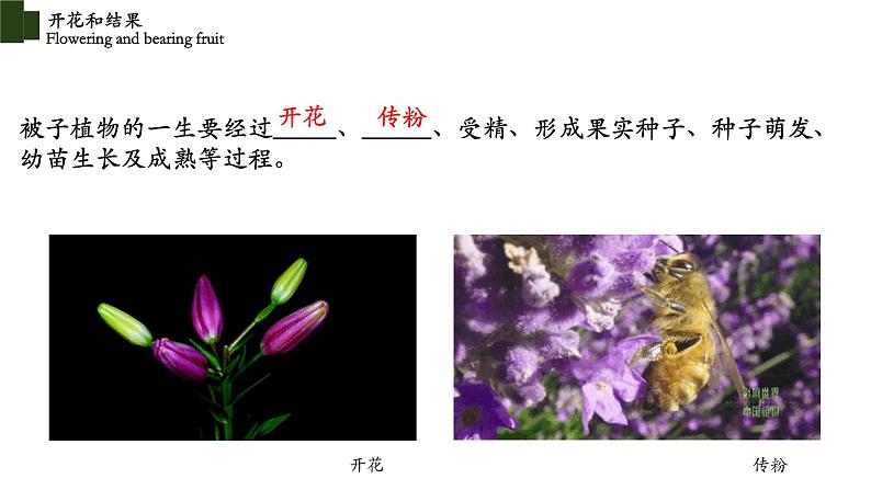 3.2.3+开花和结果（2课时）-【精华备课】2023-2024学年七年级生物上册同步教学课件（人教版）04