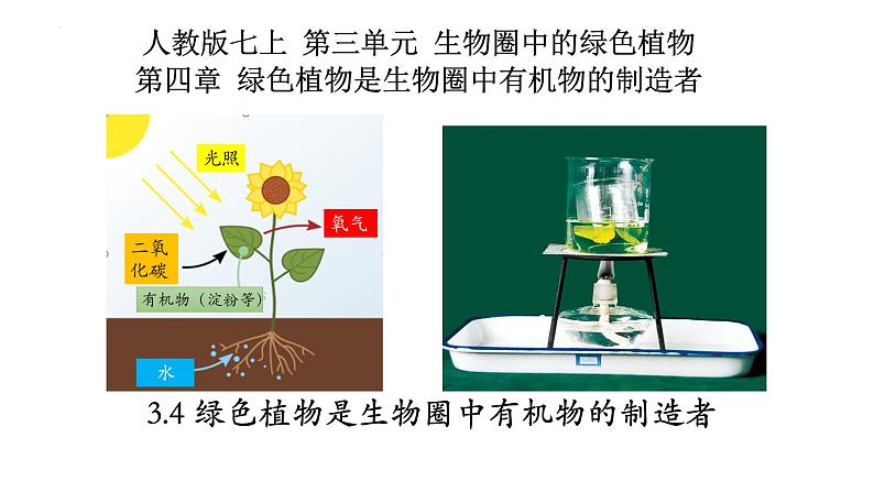 3.4+绿色植物是生物圈中有机物的制造者-【精华备课】2023-2024学年七年级生物上册同步教学课件（人教版）01