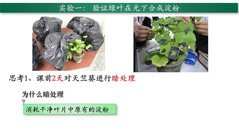 3.4+绿色植物是生物圈中有机物的制造者-【精华备课】2023-2024学年七年级生物上册同步教学课件（人教版）02