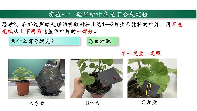 3.4+绿色植物是生物圈中有机物的制造者-【精华备课】2023-2024学年七年级生物上册同步教学课件（人教版）03