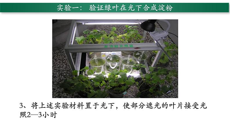 3.4+绿色植物是生物圈中有机物的制造者-【精华备课】2023-2024学年七年级生物上册同步教学课件（人教版）04