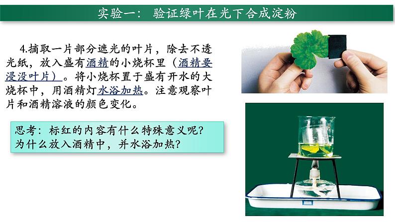 3.4+绿色植物是生物圈中有机物的制造者-【精华备课】2023-2024学年七年级生物上册同步教学课件（人教版）05